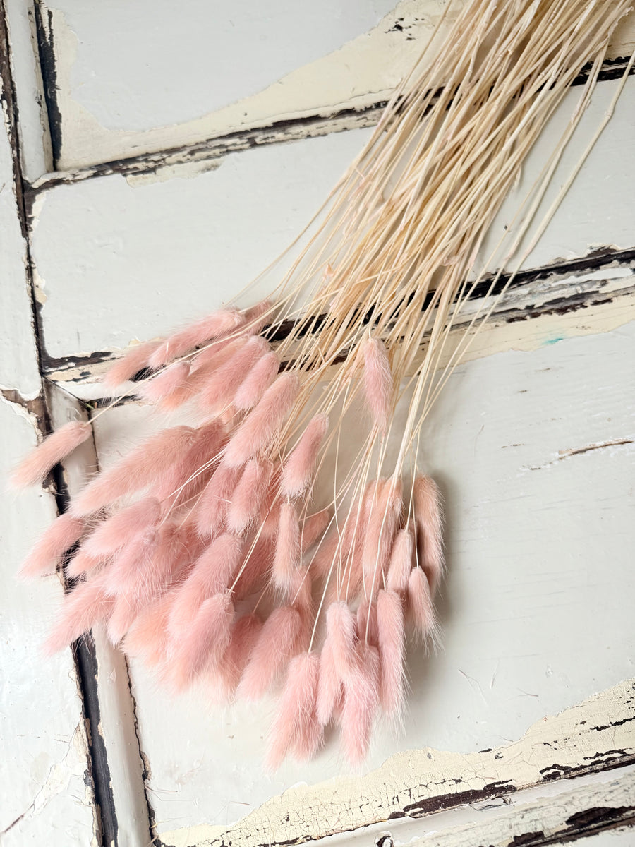 Dried Bunny Tail / Lagurus Ovatus