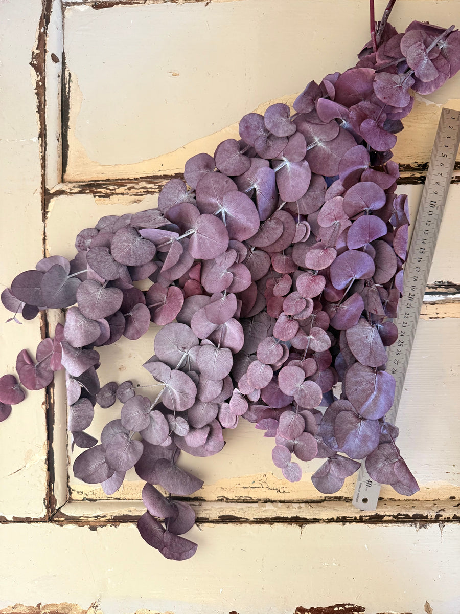 Preserved Eucalyptus / Gum