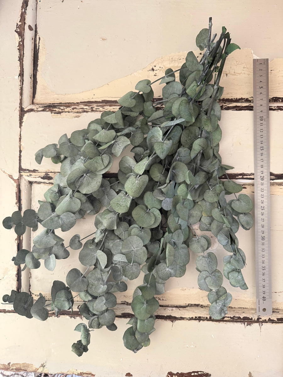 Preserved Eucalyptus / Gum