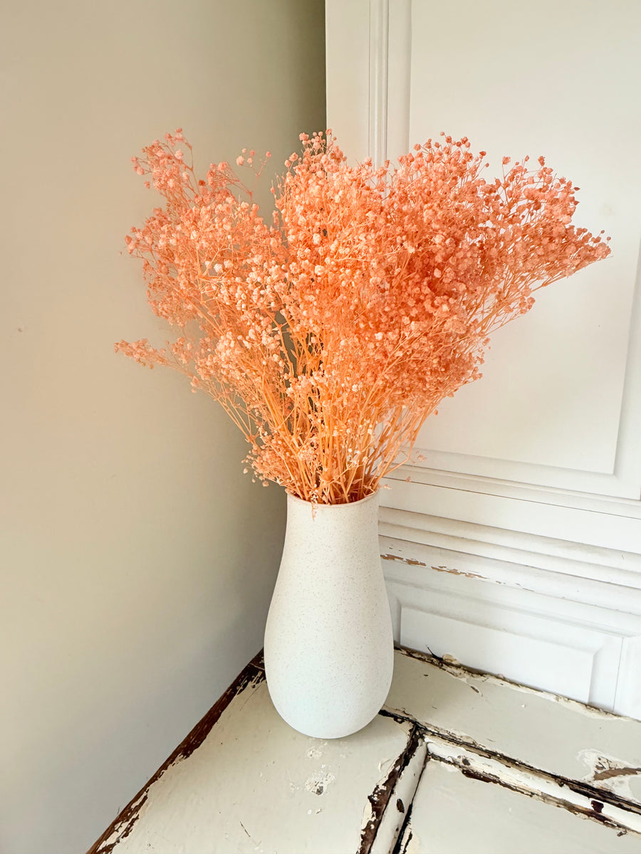 Preserved Broom Bloom / Genista
