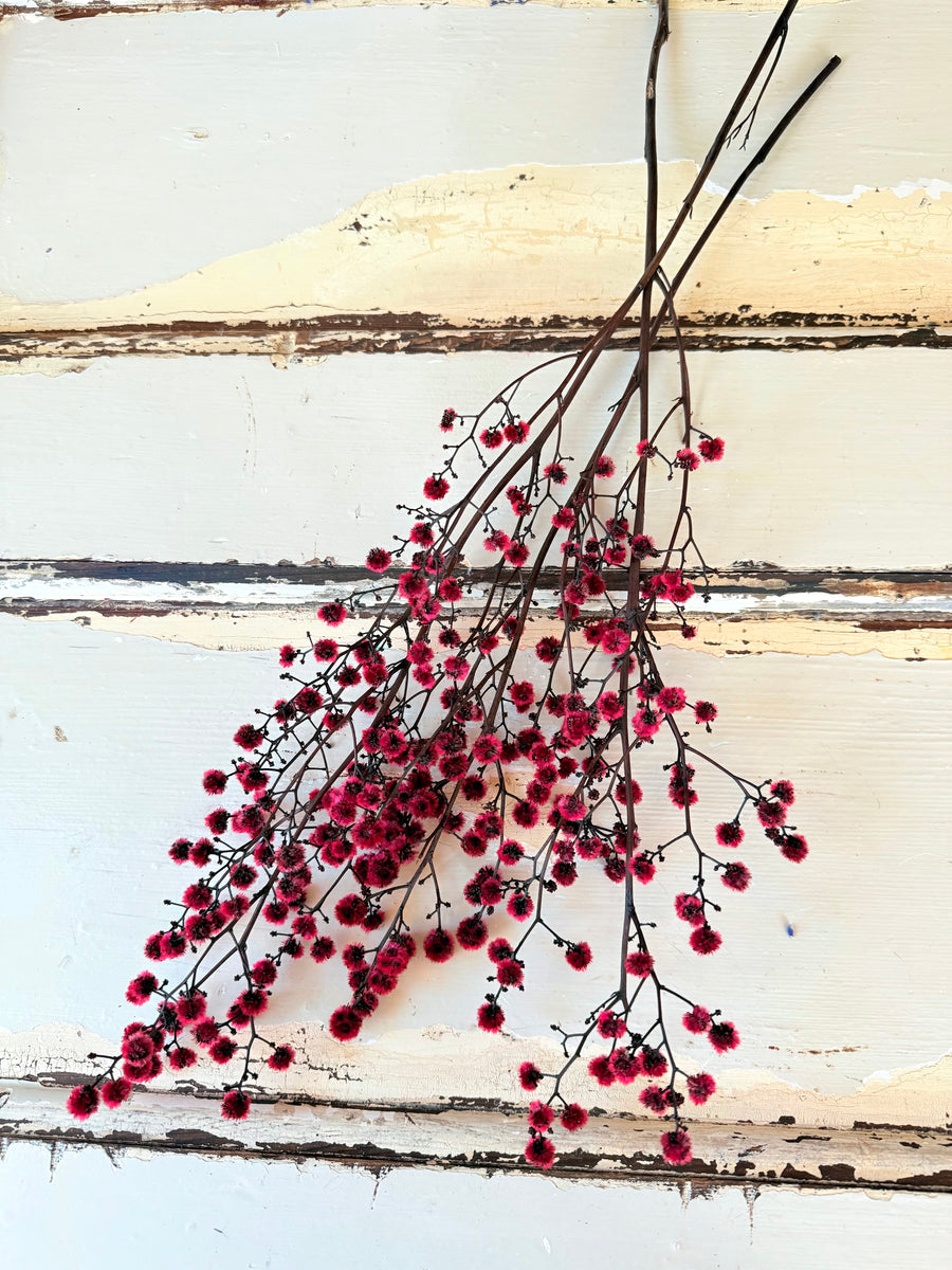 Dried Strillingia with pods