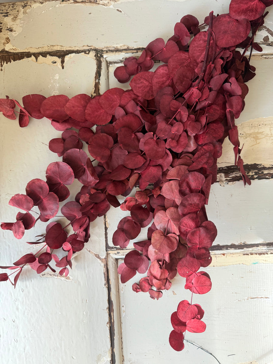 Preserved Eucalyptus / Gum
