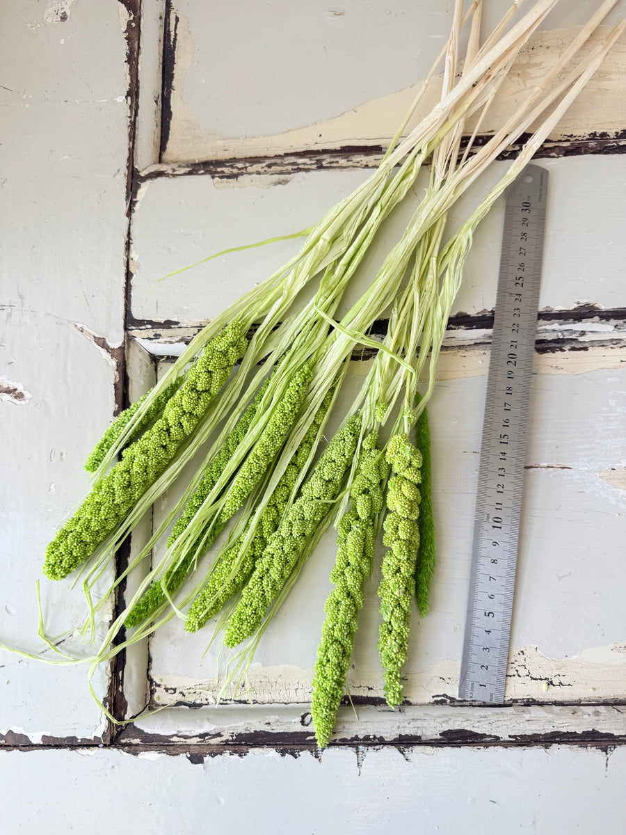 Dried Setaria / Foxtail Millet