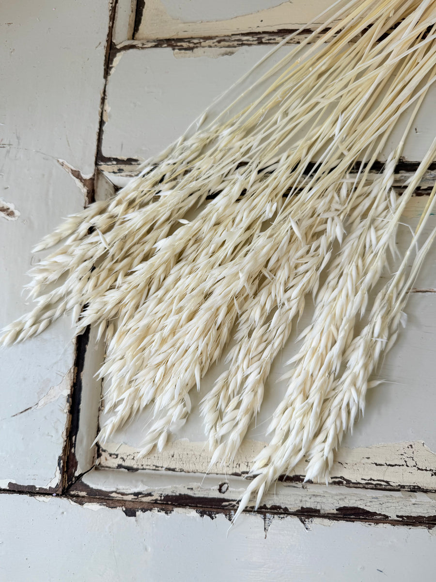 Naturally Dried / Coloured Oat / Avena
