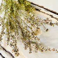 Naturally Dried / Preserved Tea Tree | Titree - natural green