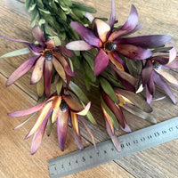 Naturally Dried Leucadendron - Australian Native