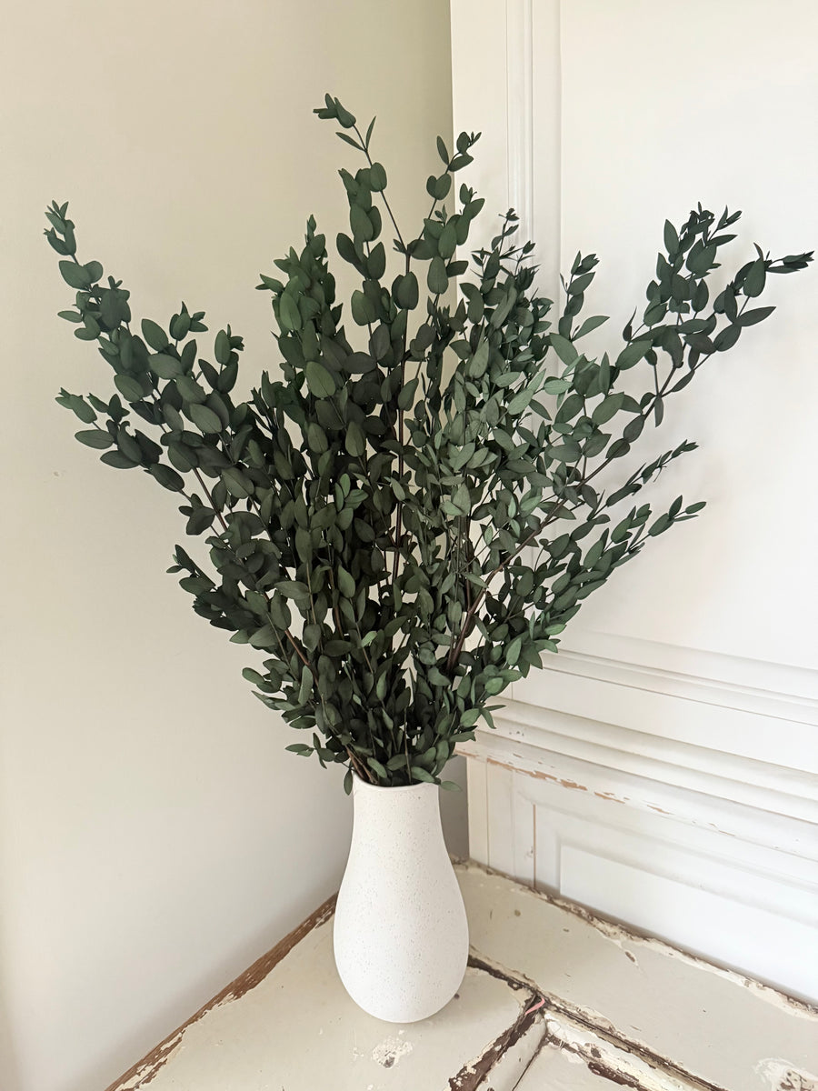 Preserved Eucalyptus / Gum