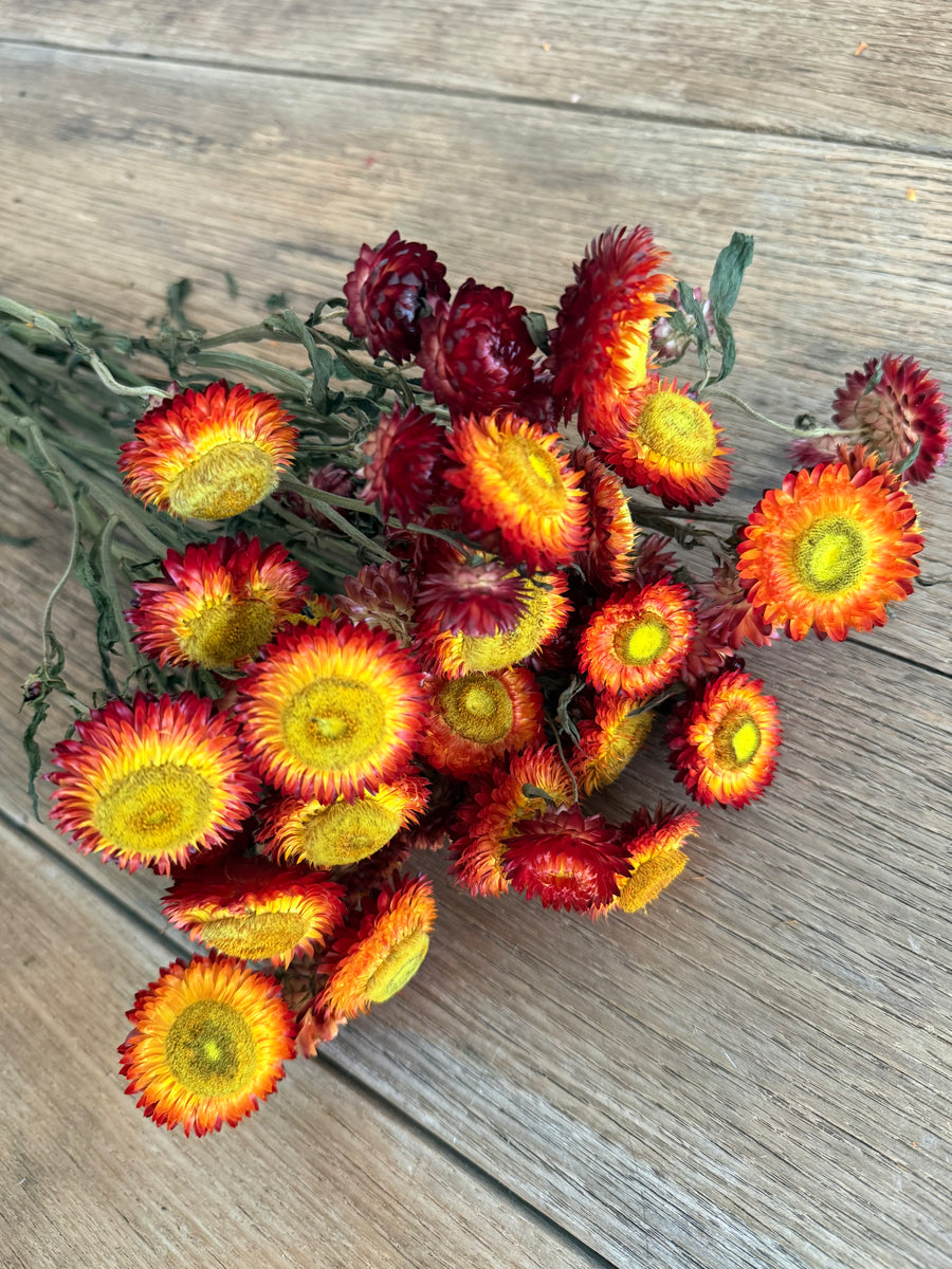 Naturally Dried Strawflower Daisy flower bunch - Helichrysum / Everlasting / Paper Daisy - stems / heads