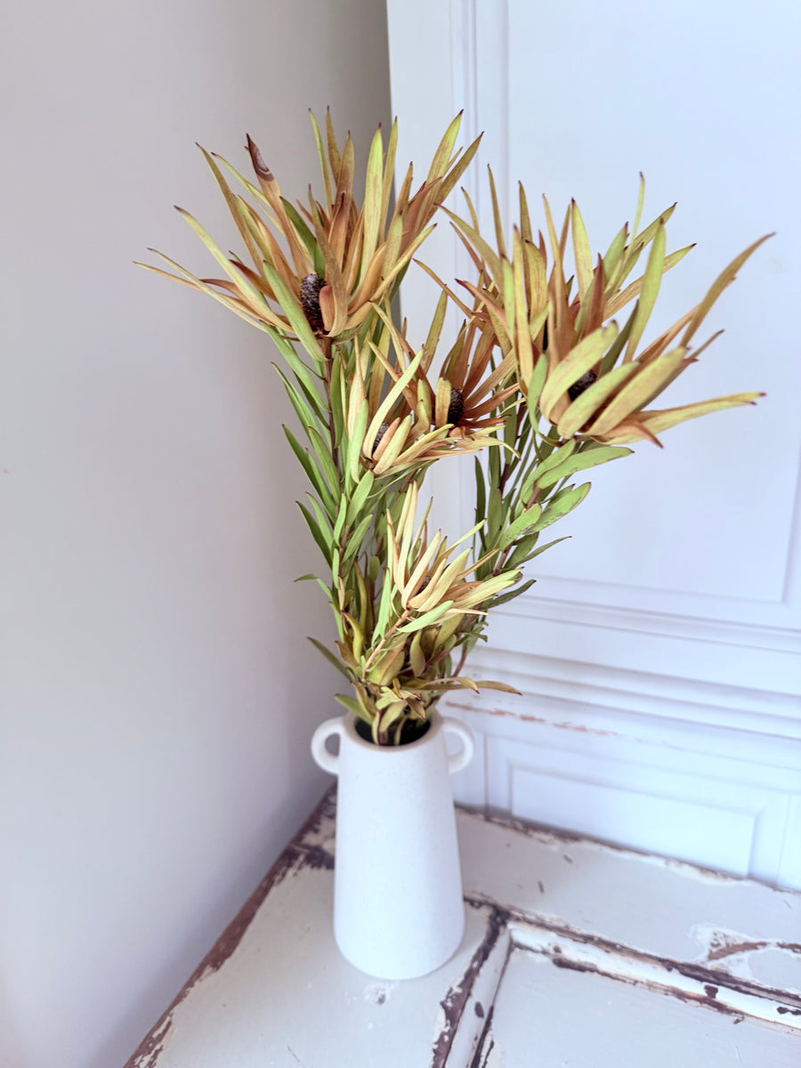 Naturally Dried Leucadendron - Australian Native