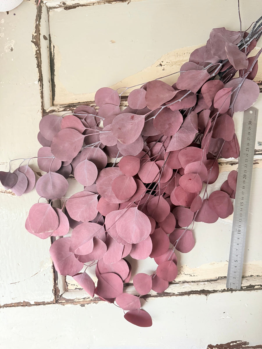 Preserved Eucalyptus / Gum