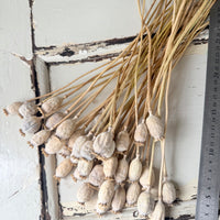 Naturally Dried Poppy Pods* / Papaver - natural brown