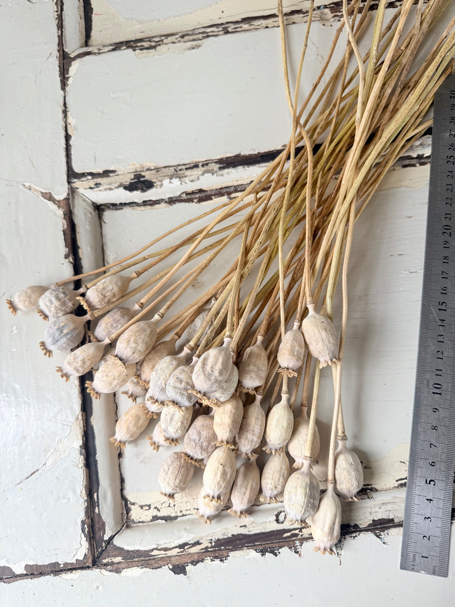 Naturally Dried Poppy Pods* / Papaver - natural brown