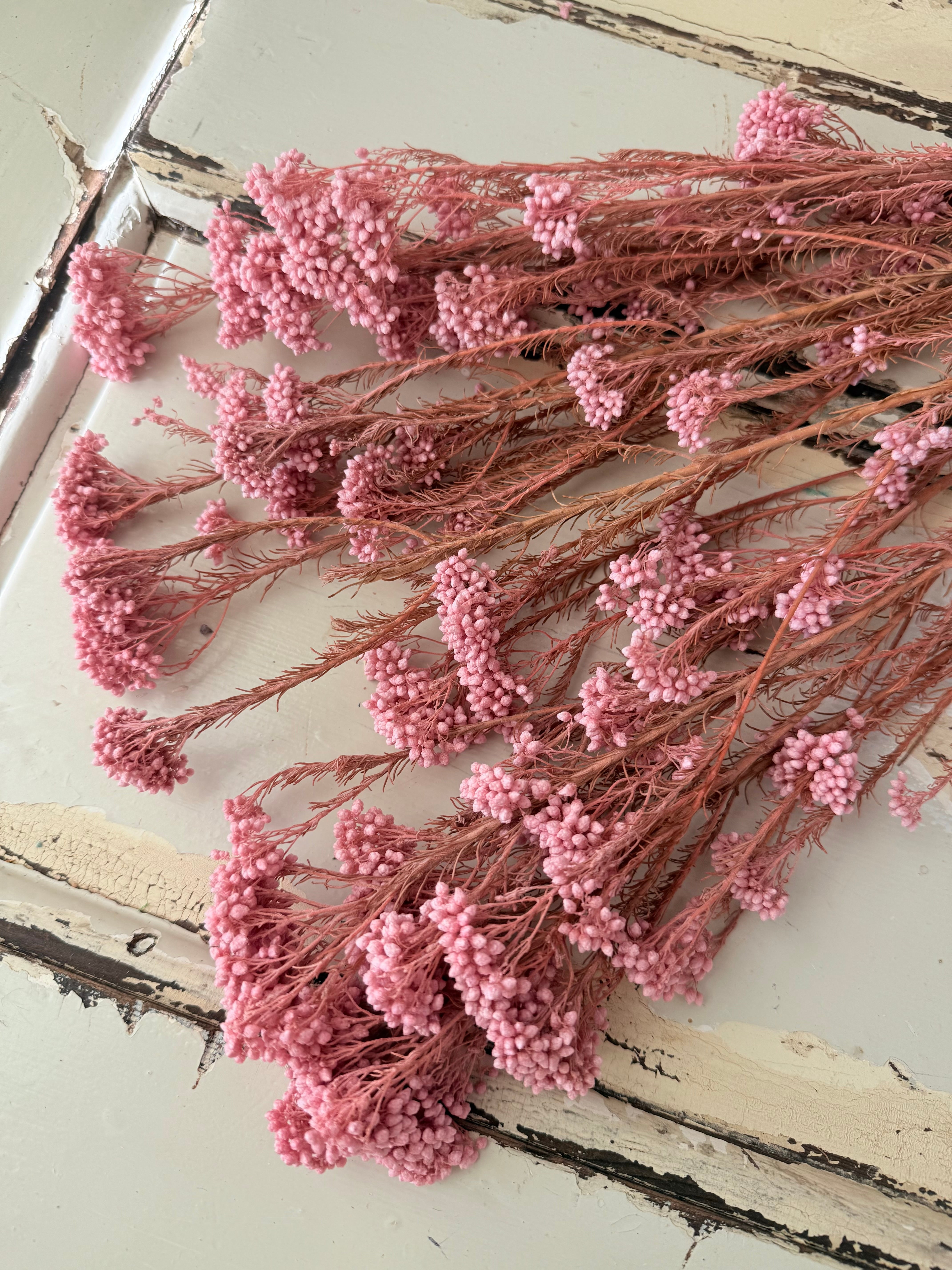Preserved Rice Flower – FLEURI flowers
