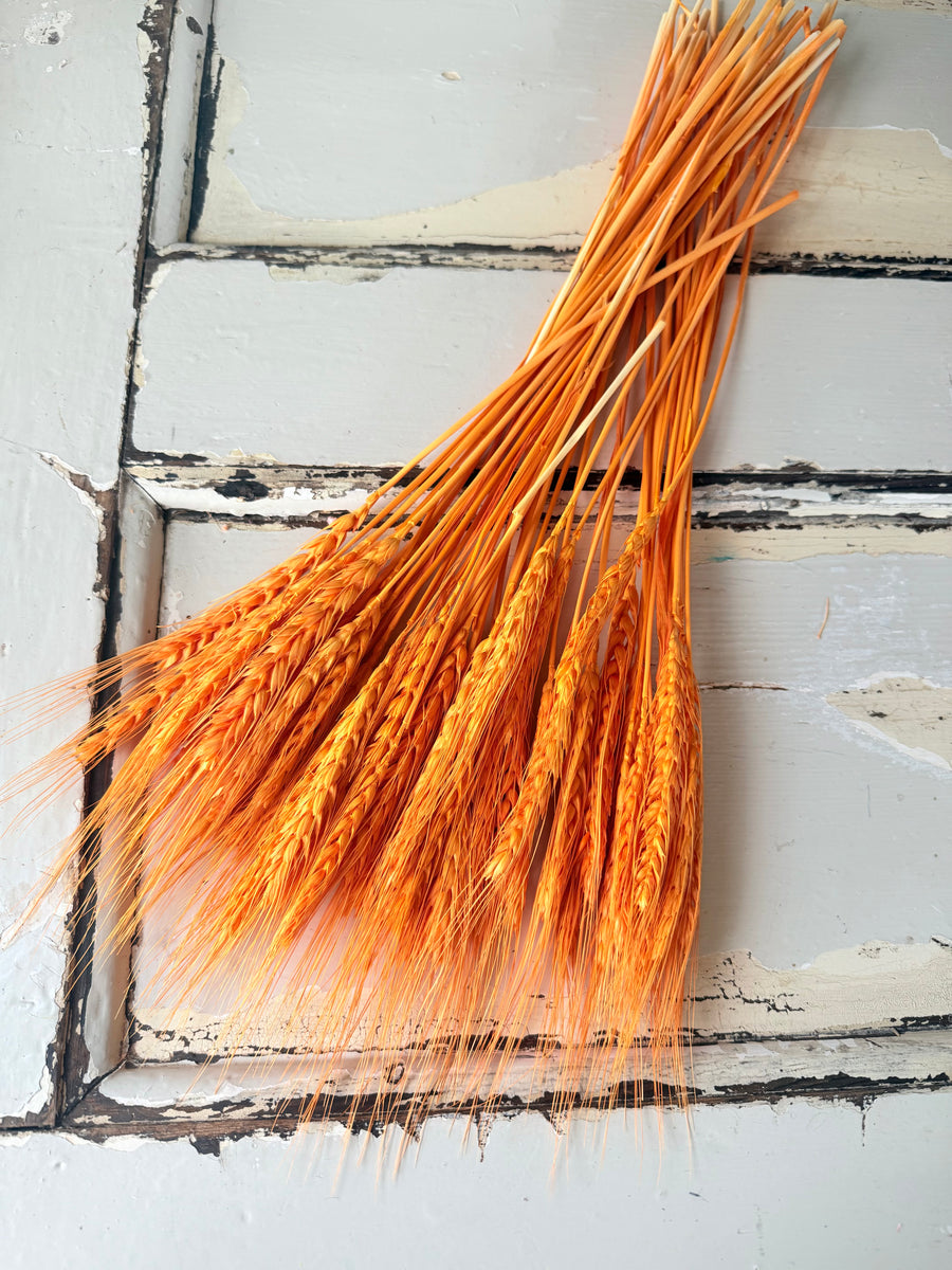 Dried Wheat