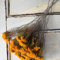 Naturally Dried Verticordia Nitens / Christmas Morrison / Myrtle - natural orange