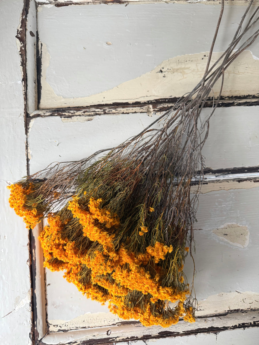 Naturally Dried Verticordia Nitens / Christmas Morrison / Myrtle - natural orange