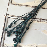 Outlet & Sample [flower stems / greenery]