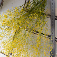 Preserved Delicate Baby's Breath - Gypsophila