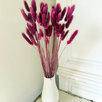 Dried Bunny Tail / Lagurus Ovatus