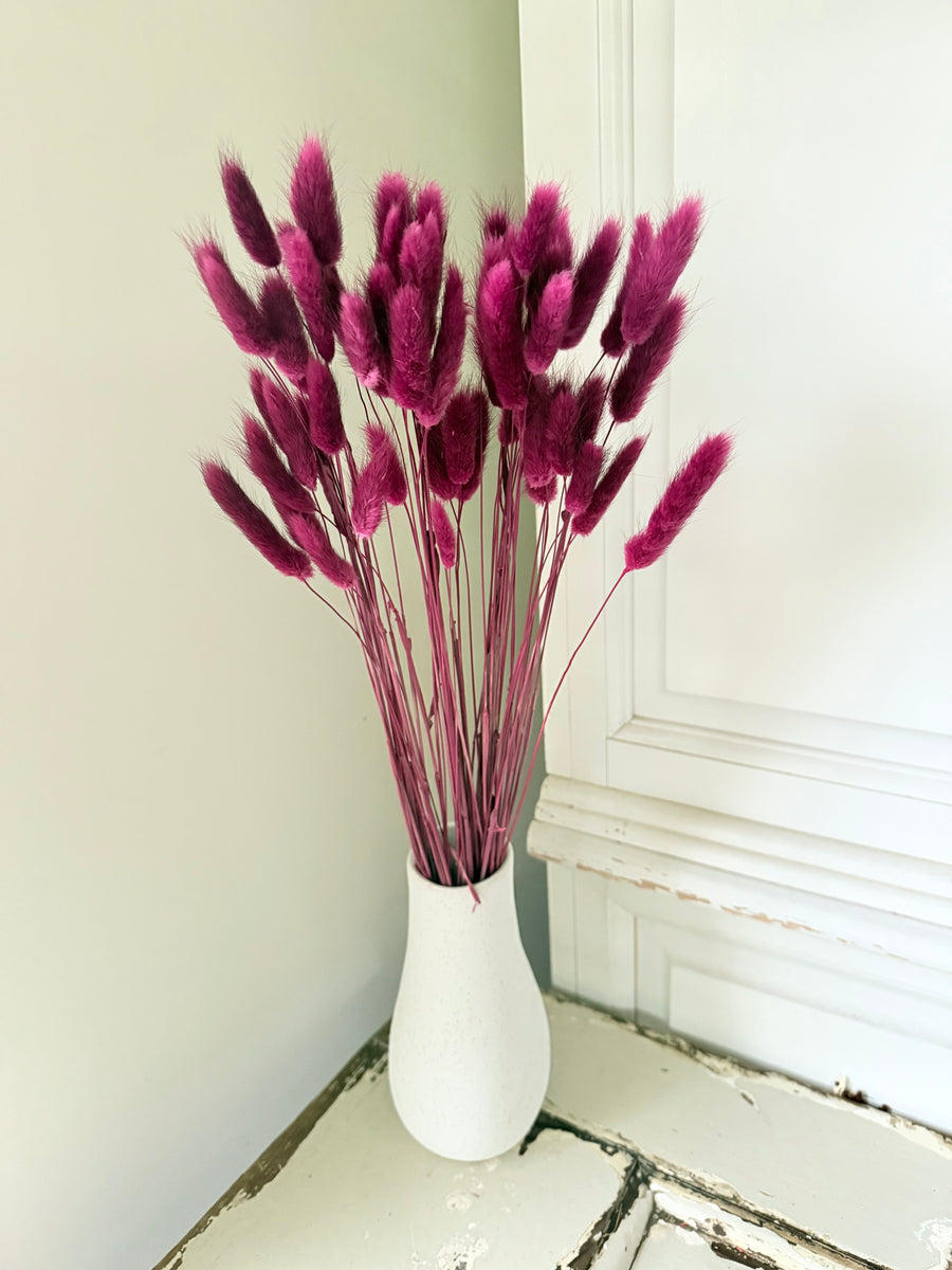 Dried Bunny Tail / Lagurus Ovatus