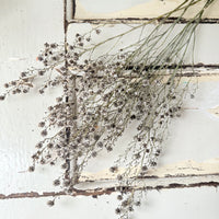 Dried Stirlingia with pods
