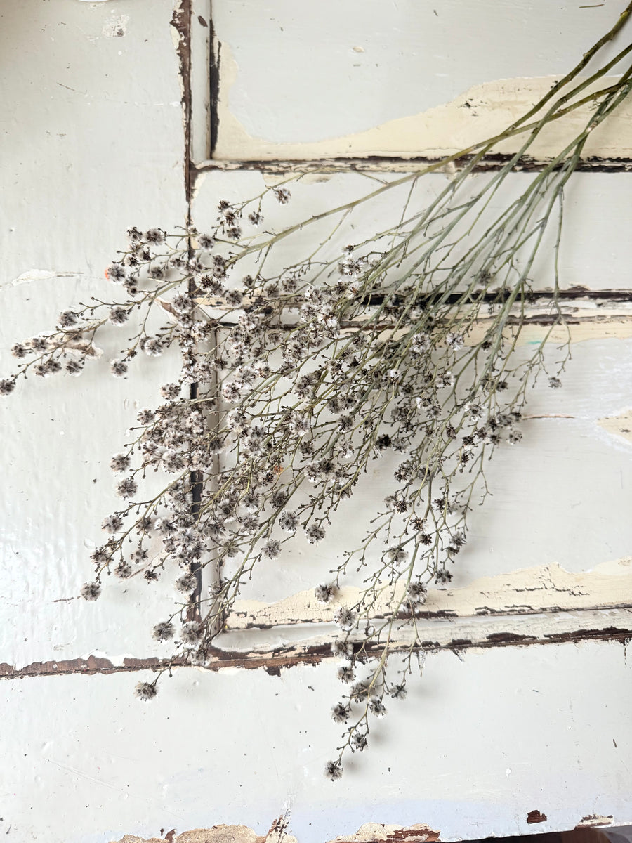 Dried Stirlingia with pods