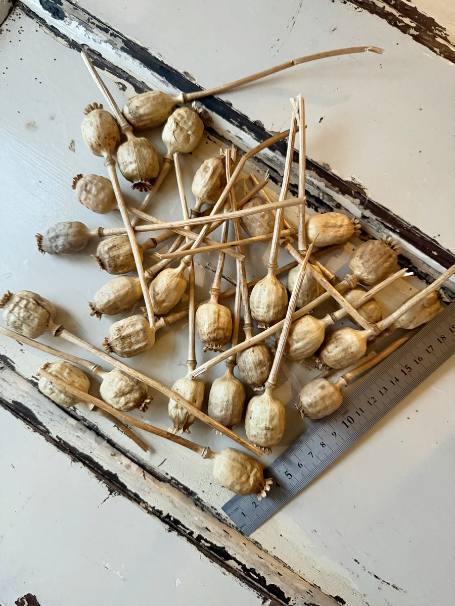 Naturally Dried Poppy Pods* / Papaver - natural brown