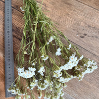 Naturally Dried Ixodia Mini Daisy / Mountain Daisy - White