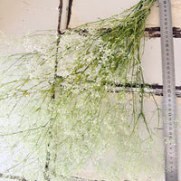 Preserved Delicate Baby's Breath - Gypsophila