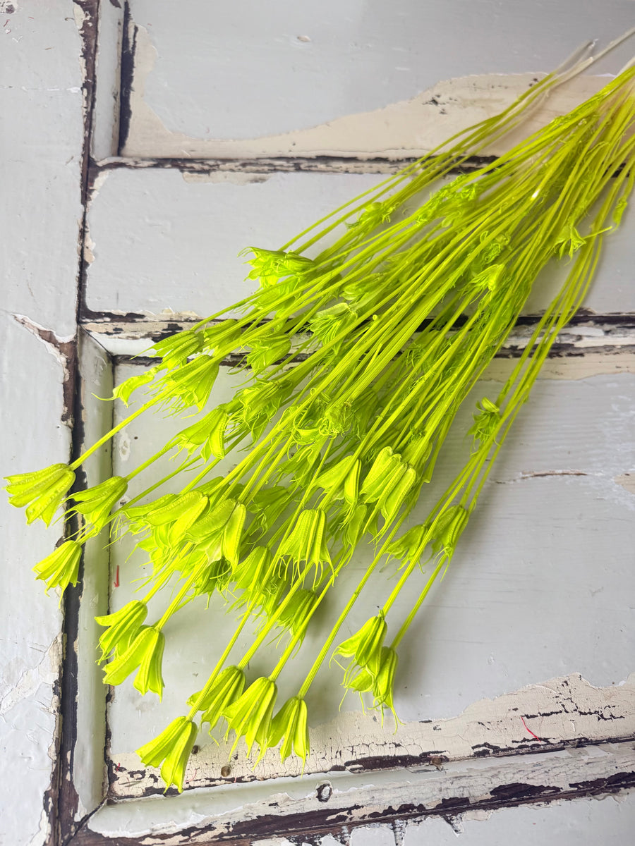 Naturally Dried / Coloured Nigella Flower