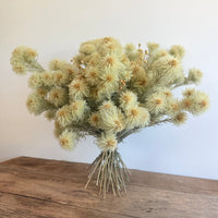 雏菊和含羞草花束[M] 保鲜干花