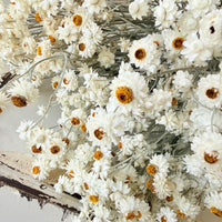 Naturally Dried Mini Everlasting Paper Daisy / Ammobium Daisy / Winged Everlasting - White