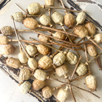 Naturally Dried Poppy Pods / Papaver - natural brown