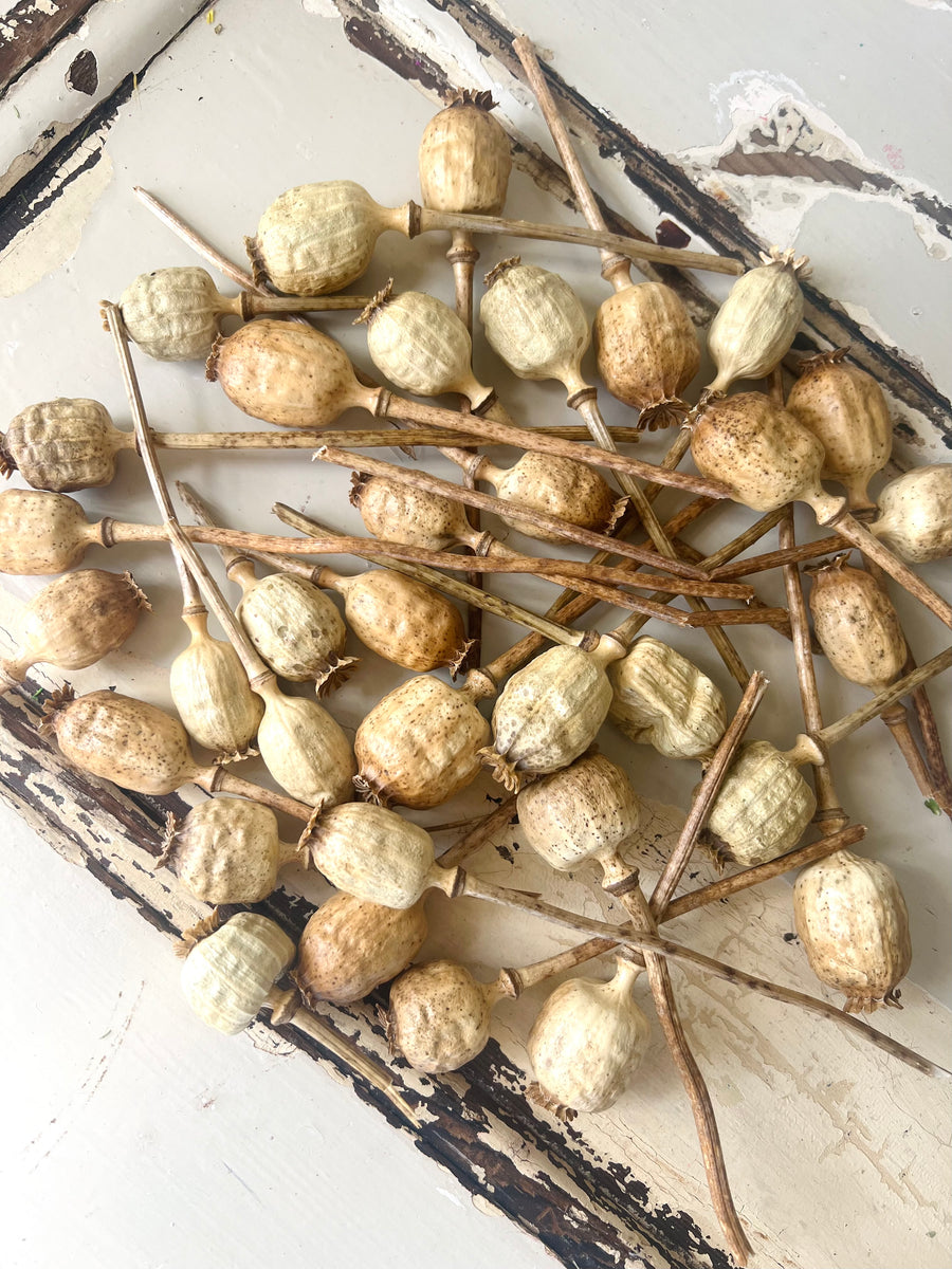 Naturally Dried Poppy Pods / Papaver - natural brown