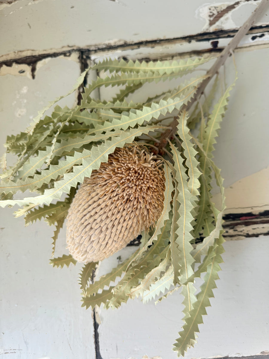 Naturally Dried Banksia & King Protea & Protea - Australian Native