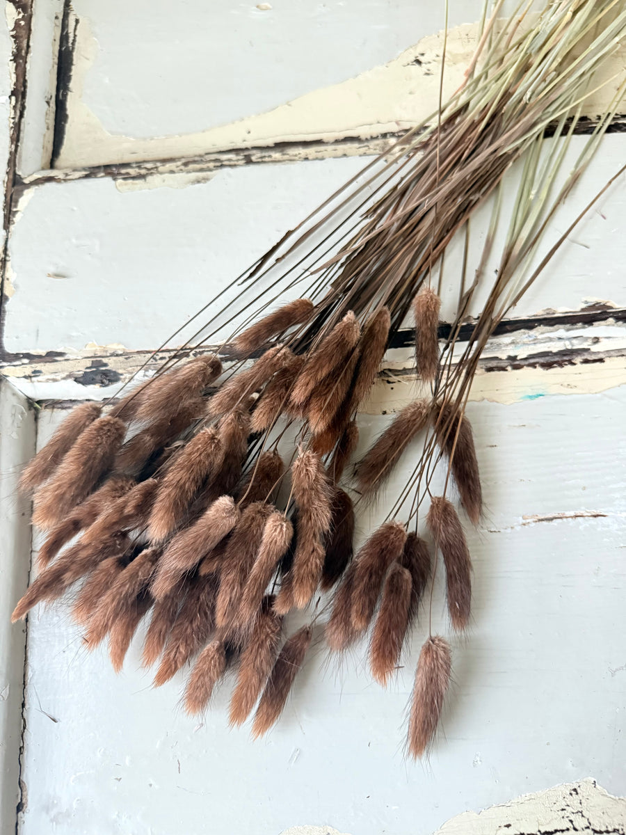 Dried Bunny Tail / Lagurus Ovatus