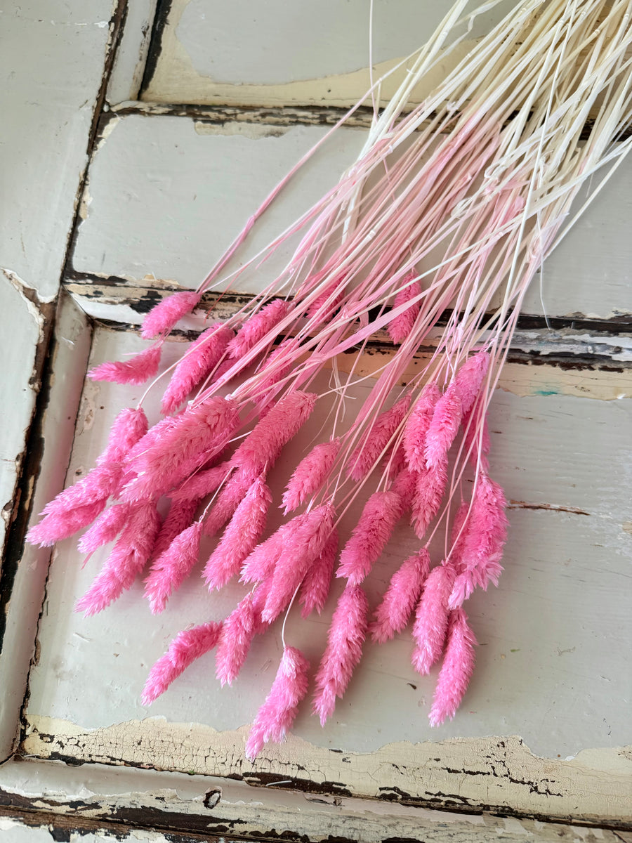 Dried Phalaris