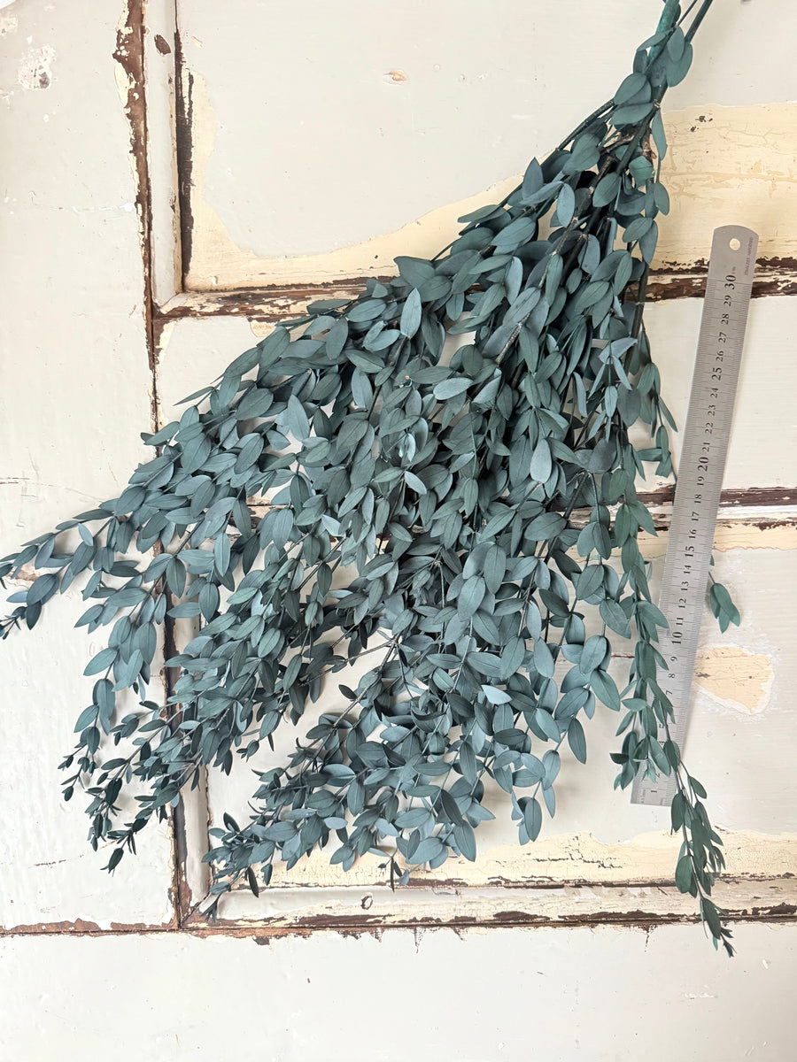 Preserved Eucalyptus / Gum