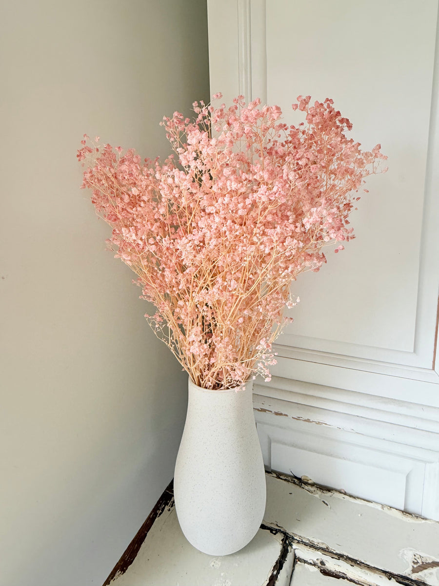 Preserved Broom Bloom / Genista