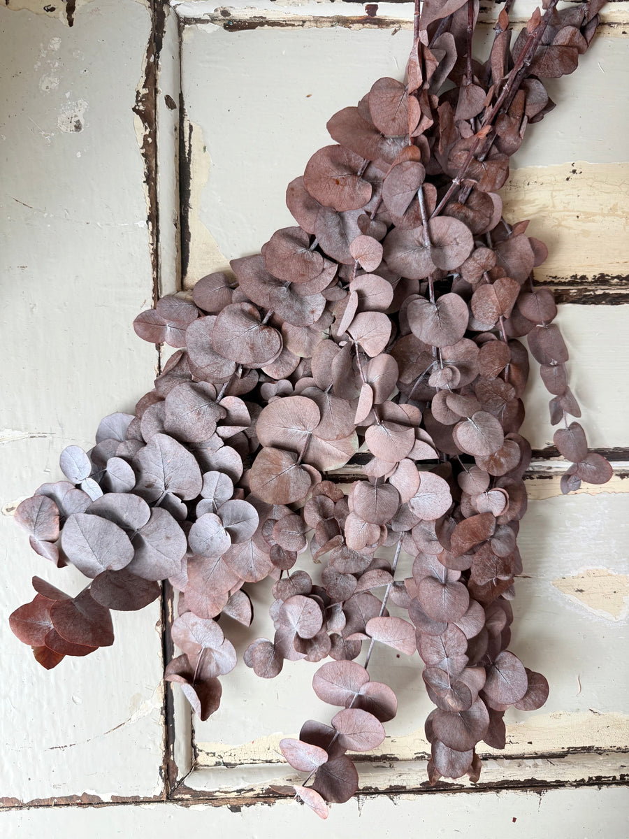 Preserved Eucalyptus / Gum