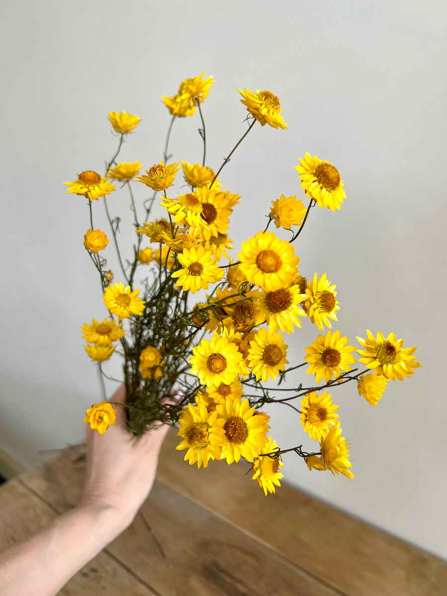 Naturally Dried Mini Paper Daisy / Everlasting Daisy - Yellow