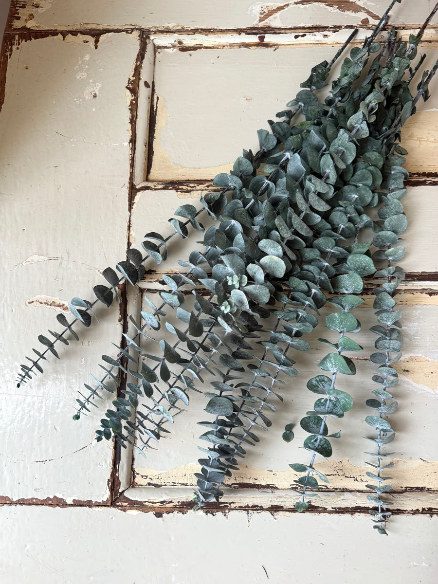Preserved Eucalyptus / Gum