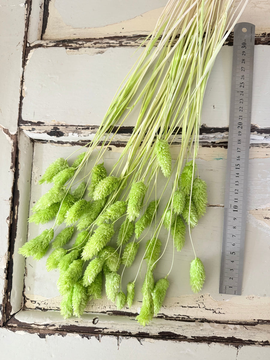 Dried Phalaris