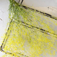 Preserved Delicate Baby's Breath - Gypsophila