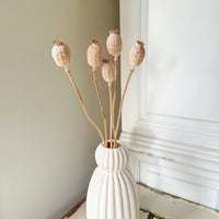 Naturally Dried Poppy Pods* / Papaver - natural brown