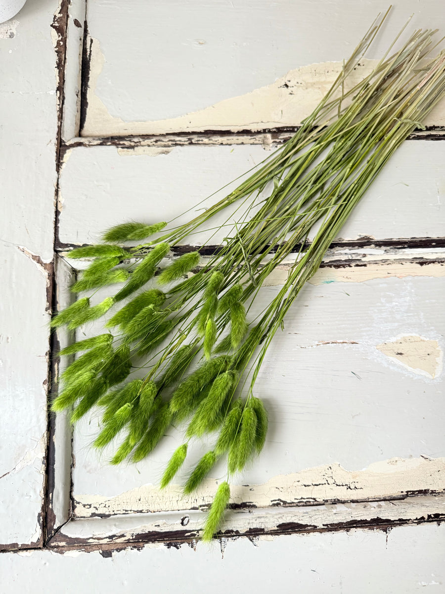 Dried Bunny Tail / Lagurus Ovatus