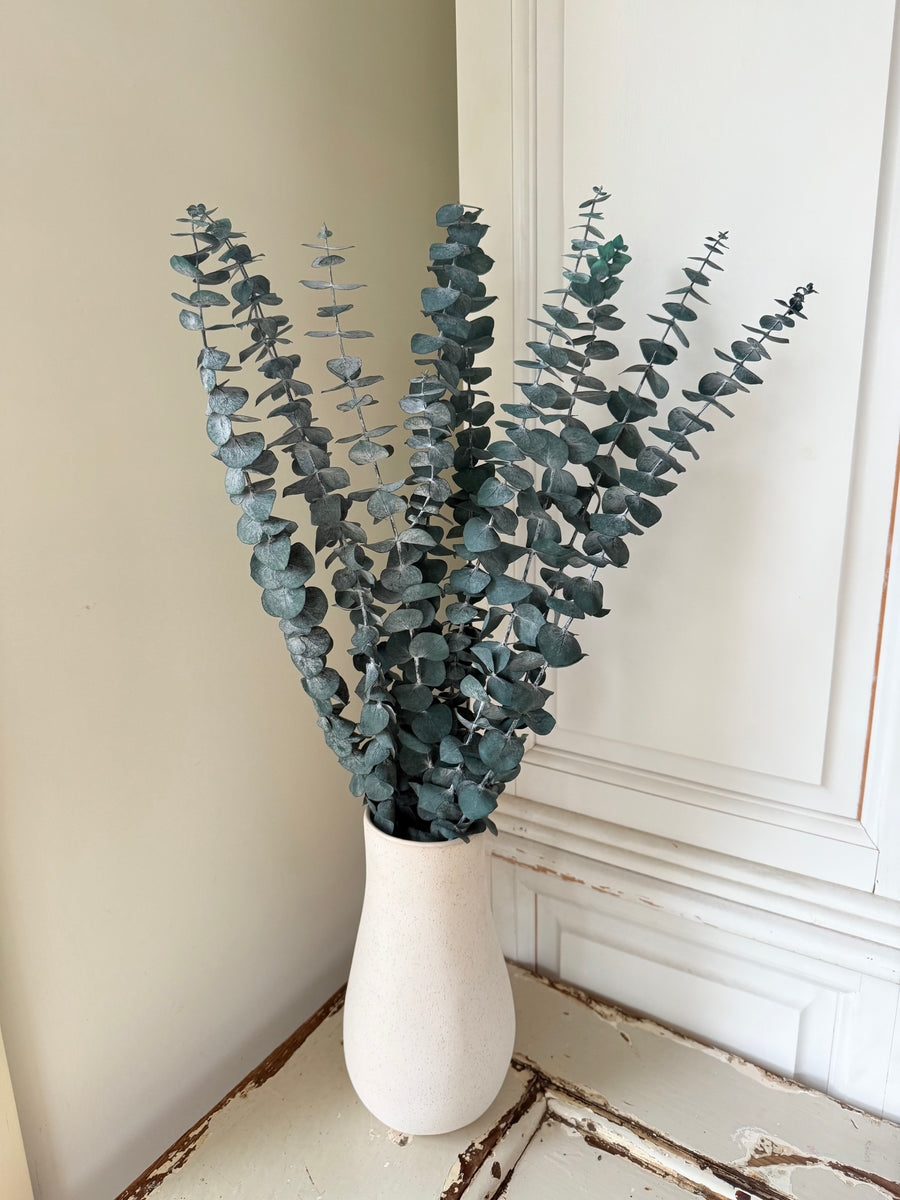 Preserved Eucalyptus / Gum