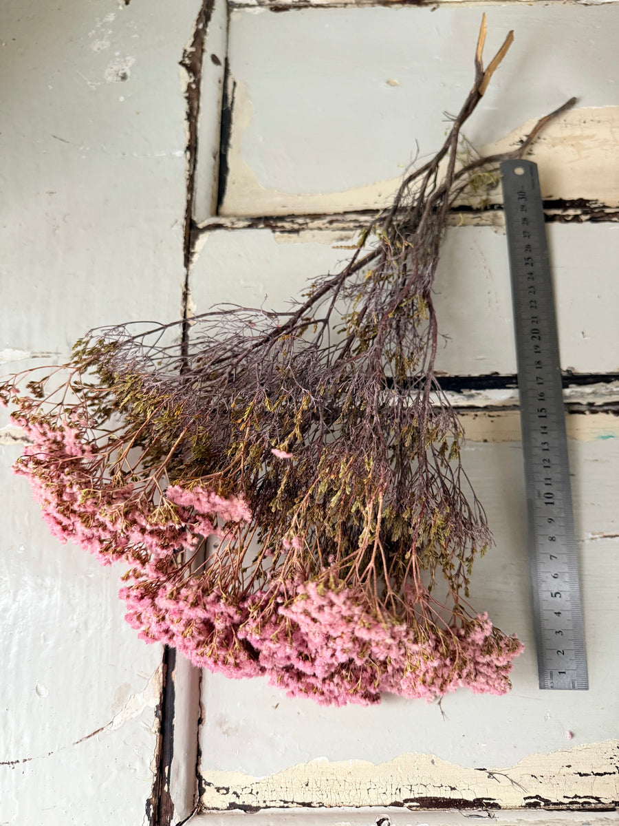 Naturally Dried Brownii / Verticordia