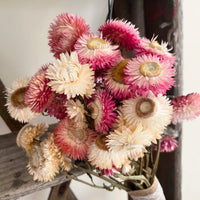 Sweet Daisy Bouquet [SM] dried flowers
