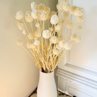 Preserved Scabiosa Pods